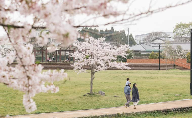 桜並木を散歩している家族