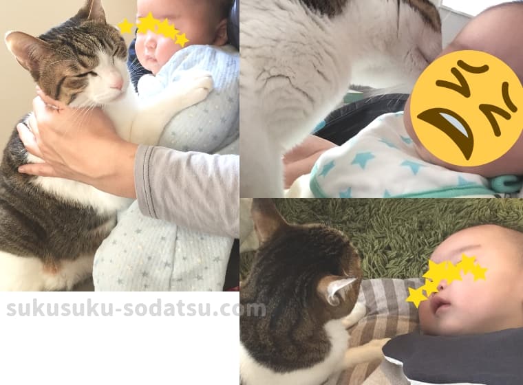 猫と赤ちゃん