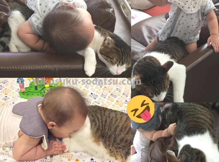 赤ちゃんと猫